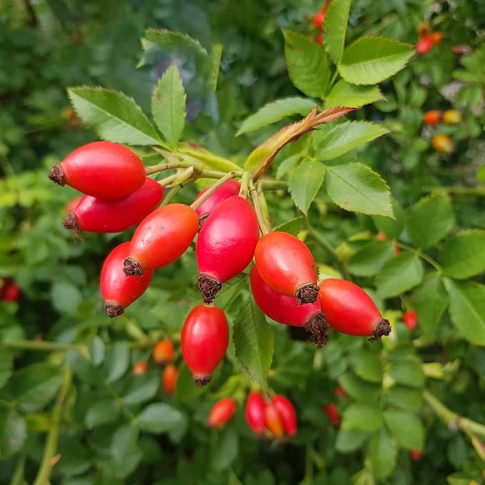 Rose Hip Seeds for Herbal Teas, Jams, Jellies & Outdoor Shrubs - 40 Pcs