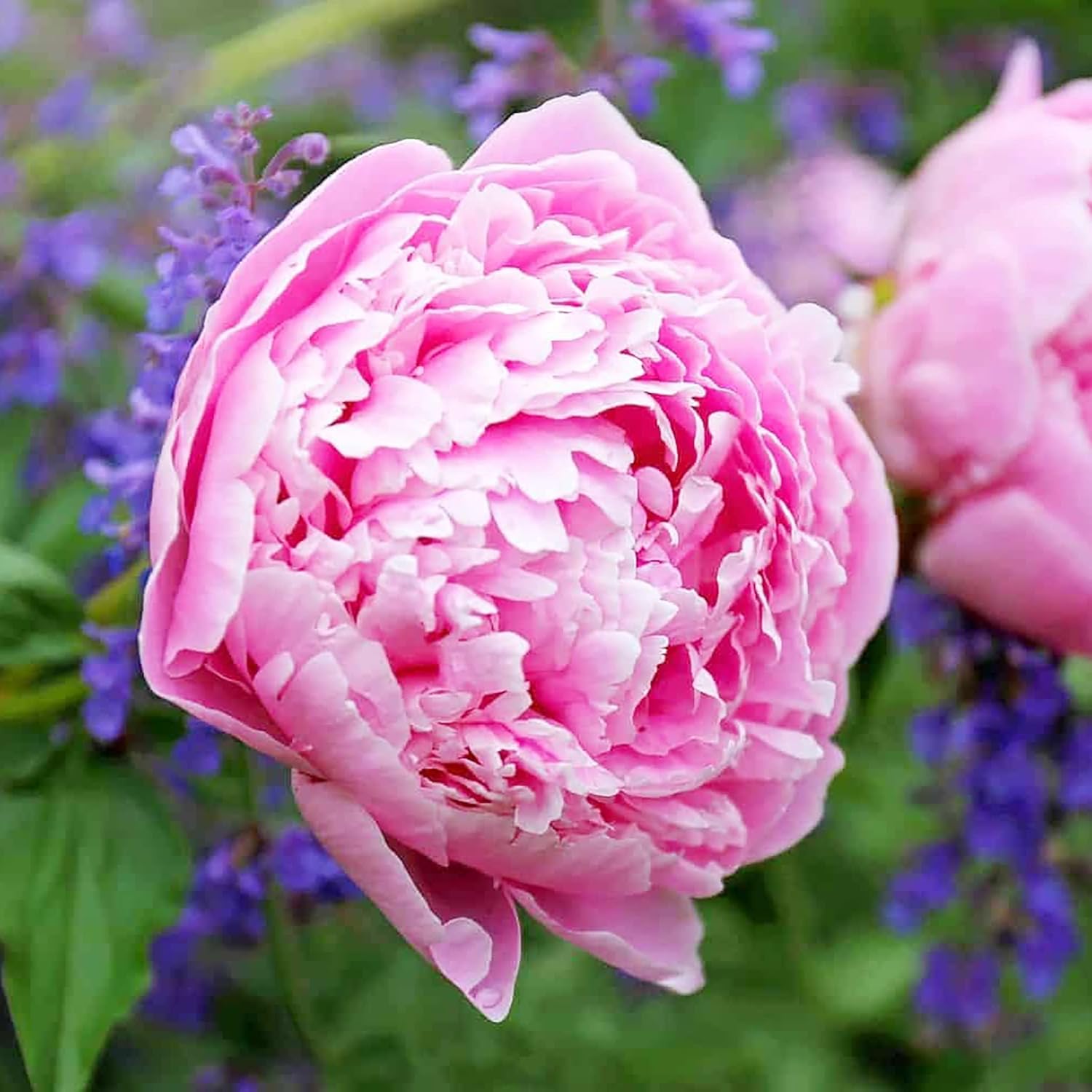 Peony Seeds, Popular Flowering Perennial Plant with Large Fragrant Blooms for Gardens & Floral Arrangements – 50Pcs