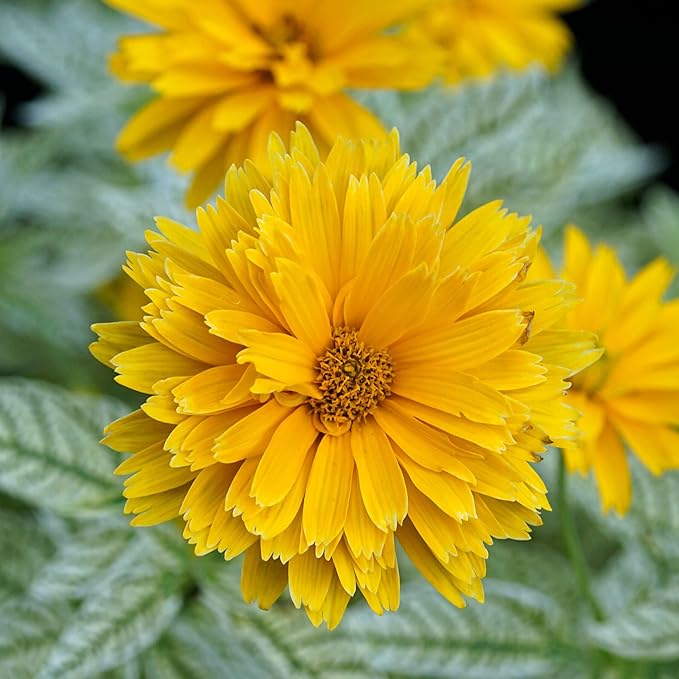 Falsche Sonnenblumenkerne - Heliopsis Helianthoides, mehrjährig mit hellen, fröhlichen Blüten