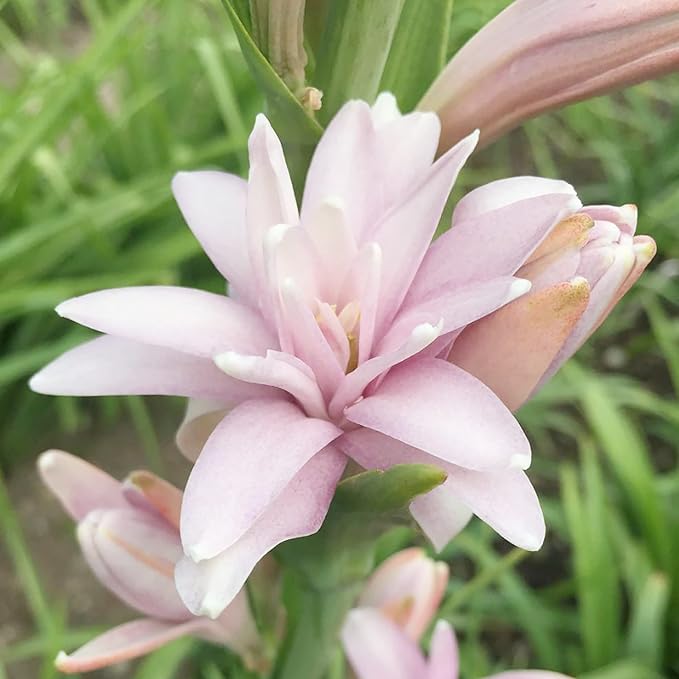 Pink Tuberose Seeds - Fragrant Perennial Showy Cut Flowers, Deer & Rabbit Resistant for Garden Bed, Border, Patio & Container - 50 Pcs