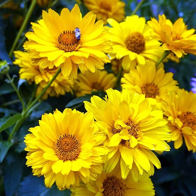 Falsche Sonnenblumenkerne - Heliopsis Helianthoides, mehrjährig mit hellen, fröhlichen Blüten