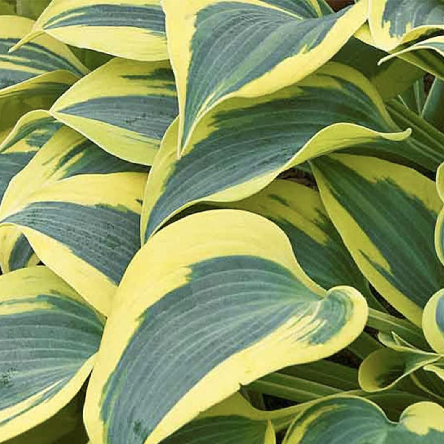 Autumn Frost Hosta Plant – Fragrant Plantain Lily Seeds, Drought-Tolerant & Low-Maintenance Landscaping Plant