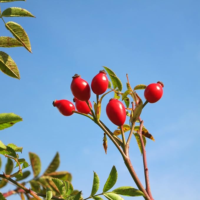 Rose Hip Seeds for Herbal Teas, Jams, Jellies & Outdoor Shrubs - 40 Pcs