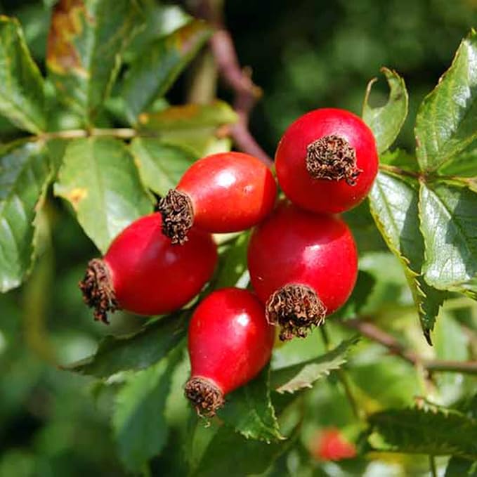 Rose Hip Seeds for Herbal Teas, Jams, Jellies & Outdoor Shrubs - 40 Pcs