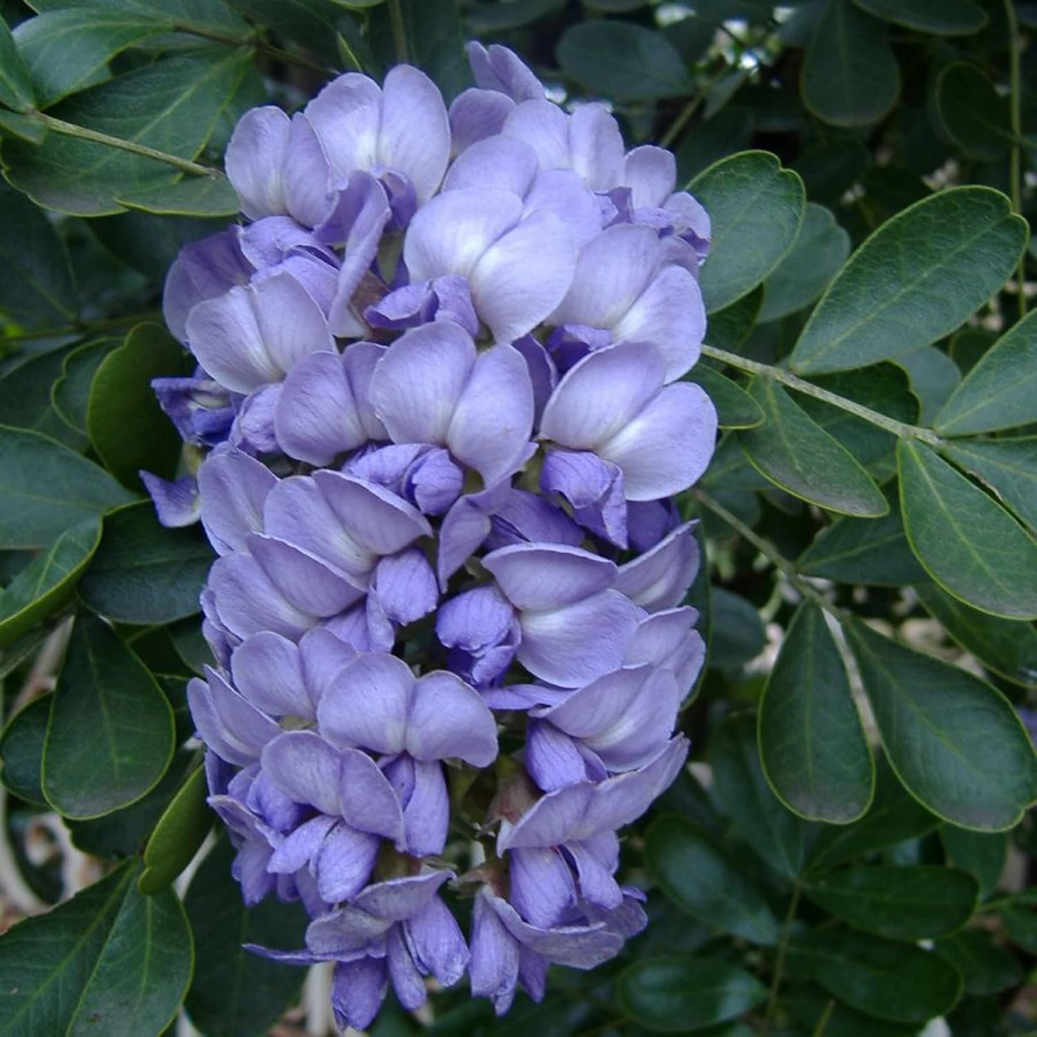 Texas-Berglorbeersamen zum Anpflanzen | Sophora Secundiflora | Immergrüner Baum mit duftenden violetten Blüten