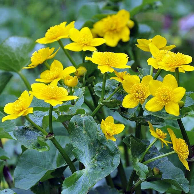 Sumpf-Ringelblumensamen (Caltha Palustris), mehrjährige Blütenpflanze für Teiche und Bäche, zieht Bestäuber an, 200 Stück