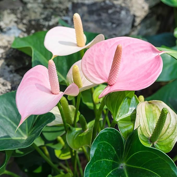 Anthurium Flamingo Flower Seeds - Perennial, Evergreen, Low Maintenance, Showy Cut Flowers for Indoor & Outdoor Containers - 100