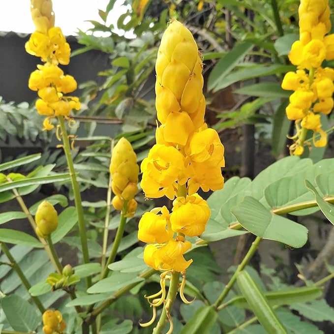 Graines de Cassia Alata - Arbuste exotique à feuilles persistantes Senna Alata, vivace, résistant aux cerfs, ornemental, attirant les abeilles, bordure de jardin de rocaille - 20 pièces