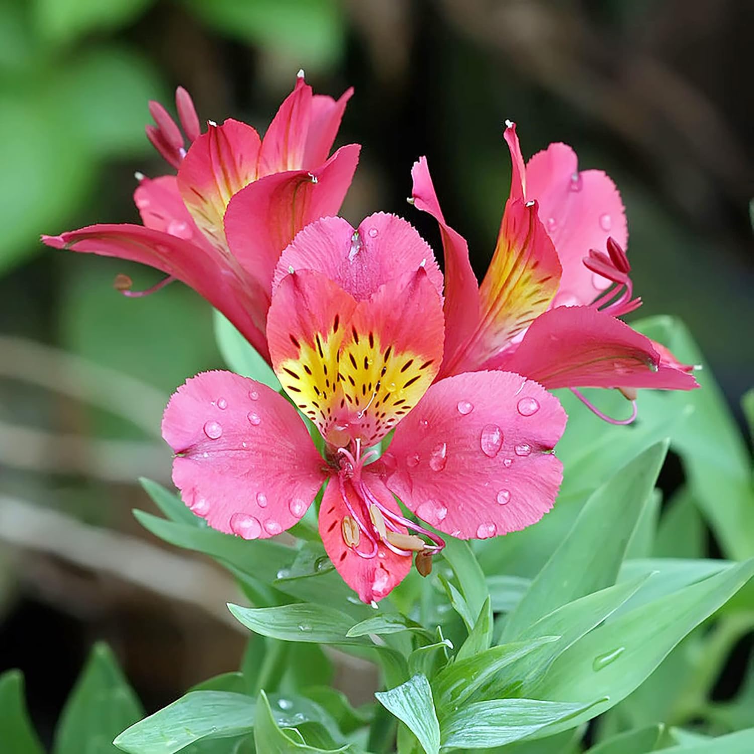 Graines de lys péruvien Alstroemeria - Couleurs mélangées, fleurs coupées vivaces respectueuses des pollinisateurs et résistantes aux cerfs pour bordures et jardins en pot