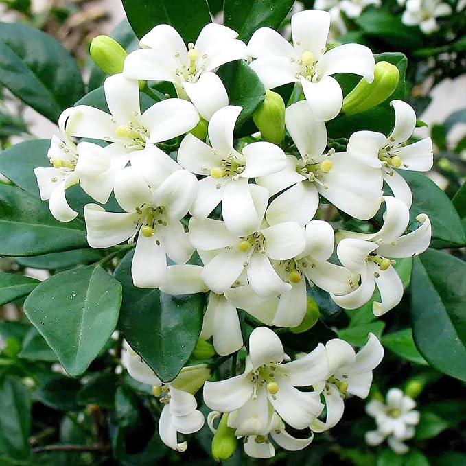 Murraya Paniculata Seeds - Orange Jessamine Evergreen Fragrant Shrub for Low Maintenance Hedges, Screens & Patio Containers - 30 Pcs