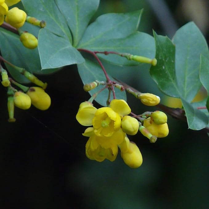 Berberis Aristata Seeds (Indian Barberry) for Gardens, Beds & Borders – Attract Pollinators, 50Pcs