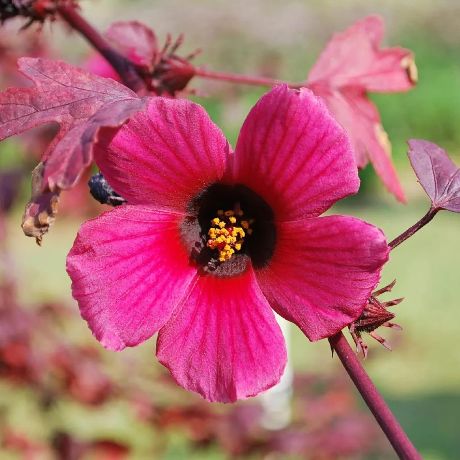 Cranberry Hibiscus Seeds Hibiscus Acetosella Tropical Ornamental Plant for Garden & Landscape, Attracts Pollinators, 35+ Pcs