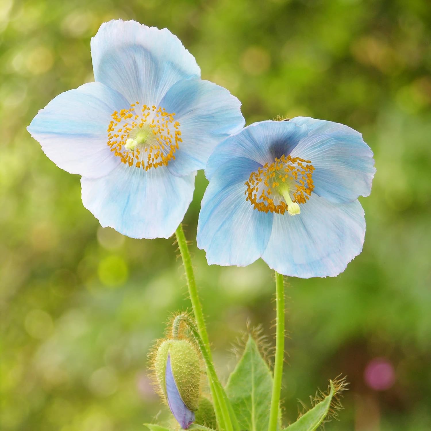 Himalaya-Blaumohnsamen – bezaubernde leuchtend blaue Blüten, kurzlebige Stauden für schattige Ränder und Waldgärten, 20 Stück Blumensamen