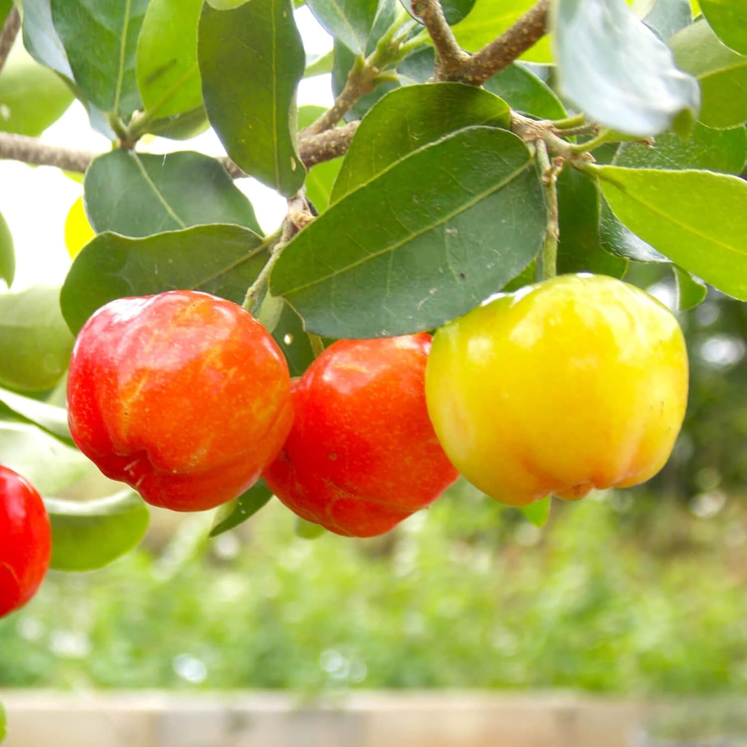 Barbados Cherry Seeds Acerola, Malpighia Emarginata Tropical Fruit Rich in Vitamin C & A for Juices Culinary 10Pcs Fruit Seeds