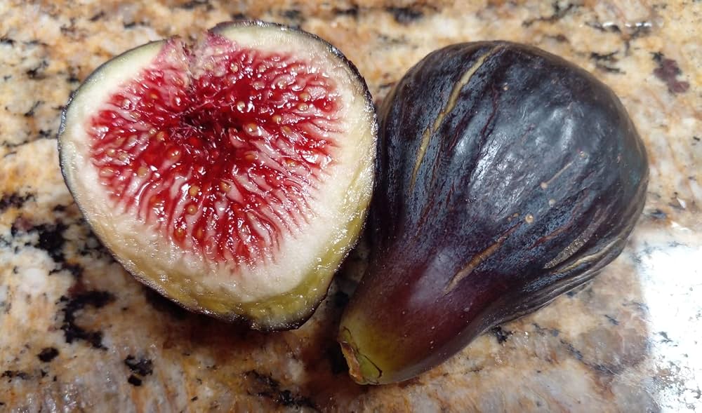 Black Madeira Fig Seeds for Planting - 100 pcs - Fruit Seeds