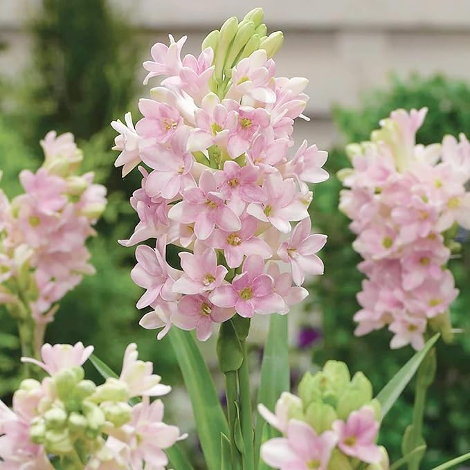 Pink Tuberose Seeds - Fragrant Perennial Showy Cut Flowers, Deer & Rabbit Resistant for Garden Bed, Border, Patio & Container - 50 Pcs