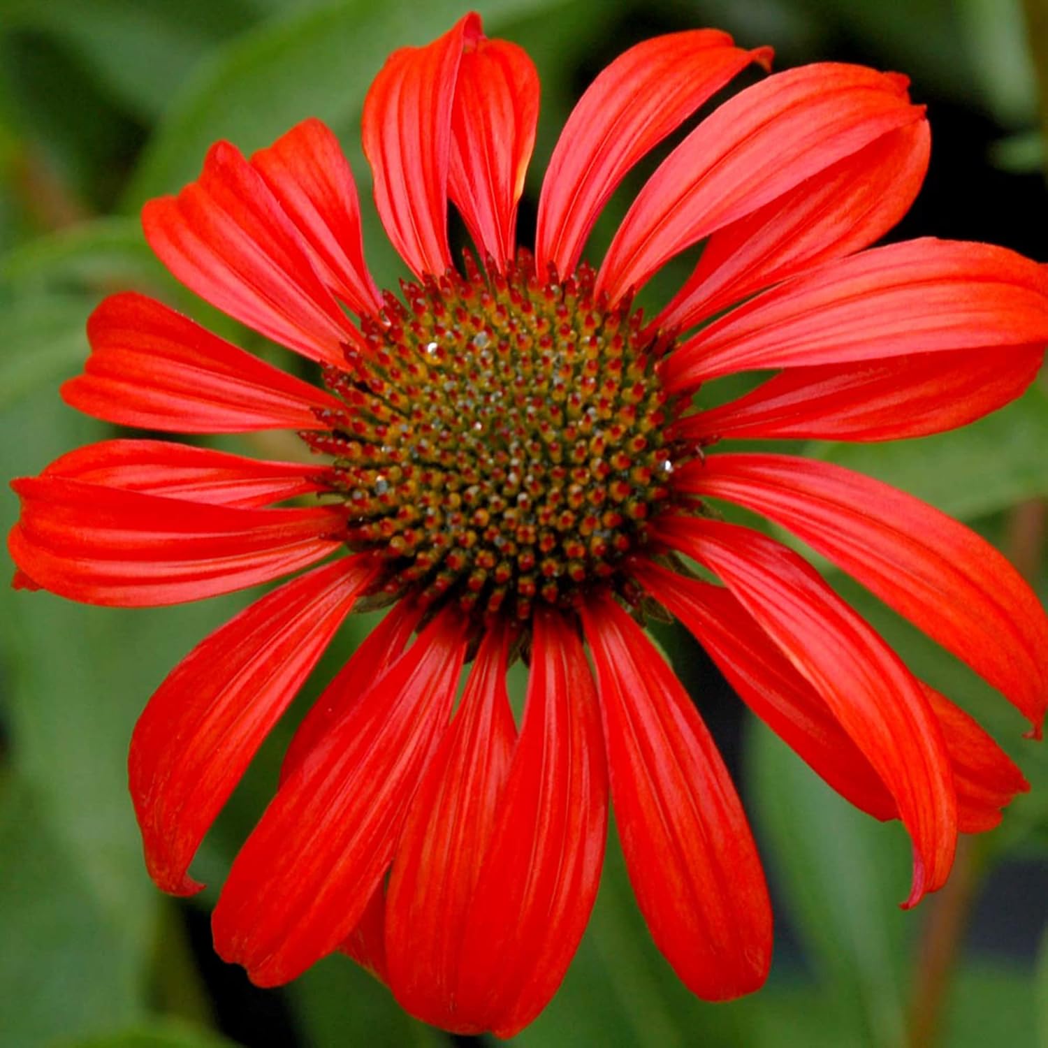 Tomato Soup Echinacea Seeds – Stunning Perennial for Borders, Prairies