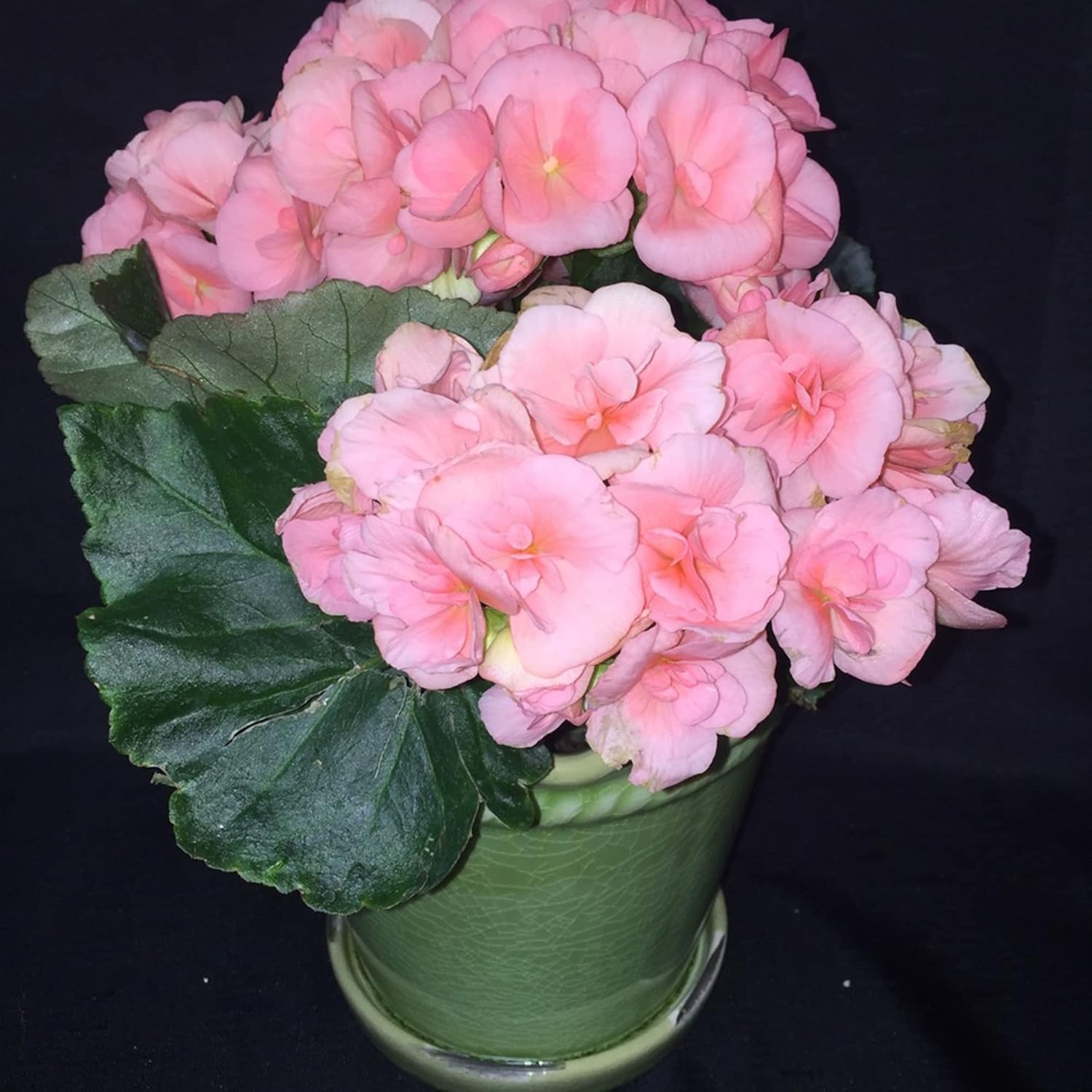 Pink Rieger Begonia Seeds | Popular Houseplant with Showy, Beautiful Flowers & Attractive Foliage | Easy to Care for | Ideal for Garden Beds, Indoor & Outdoor Spaces | 25Pcs Flower Seeds