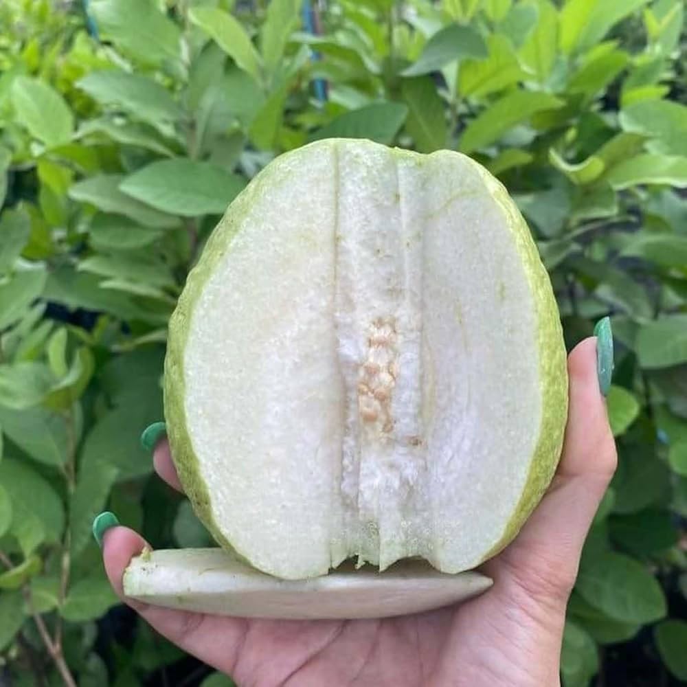 White Seedless Guava Seeds – Sweet & Crisp Tropical Fruit for Planting