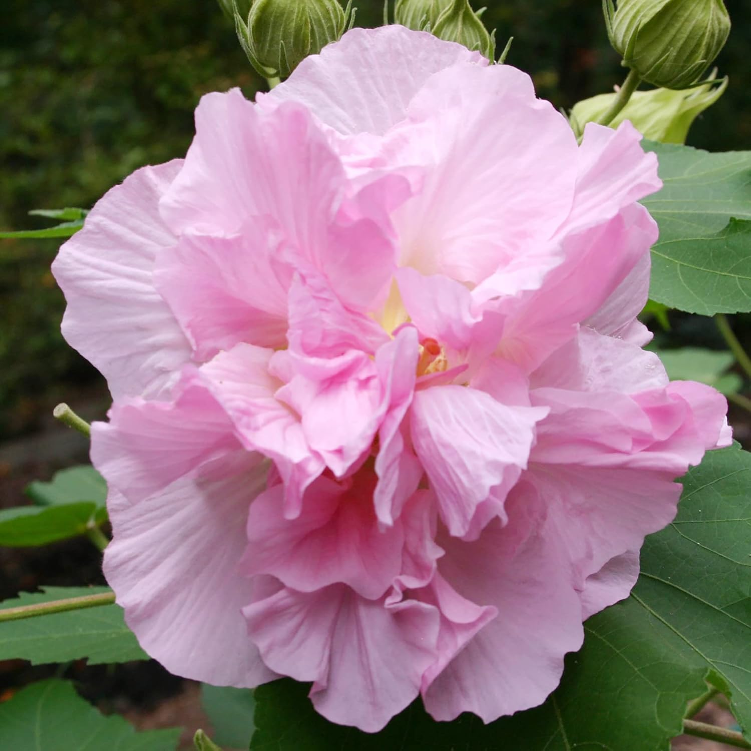 Hibiscus Mutabilis Flower Seeds for Planting – Confederate Rose Bright Double Pink Flowers