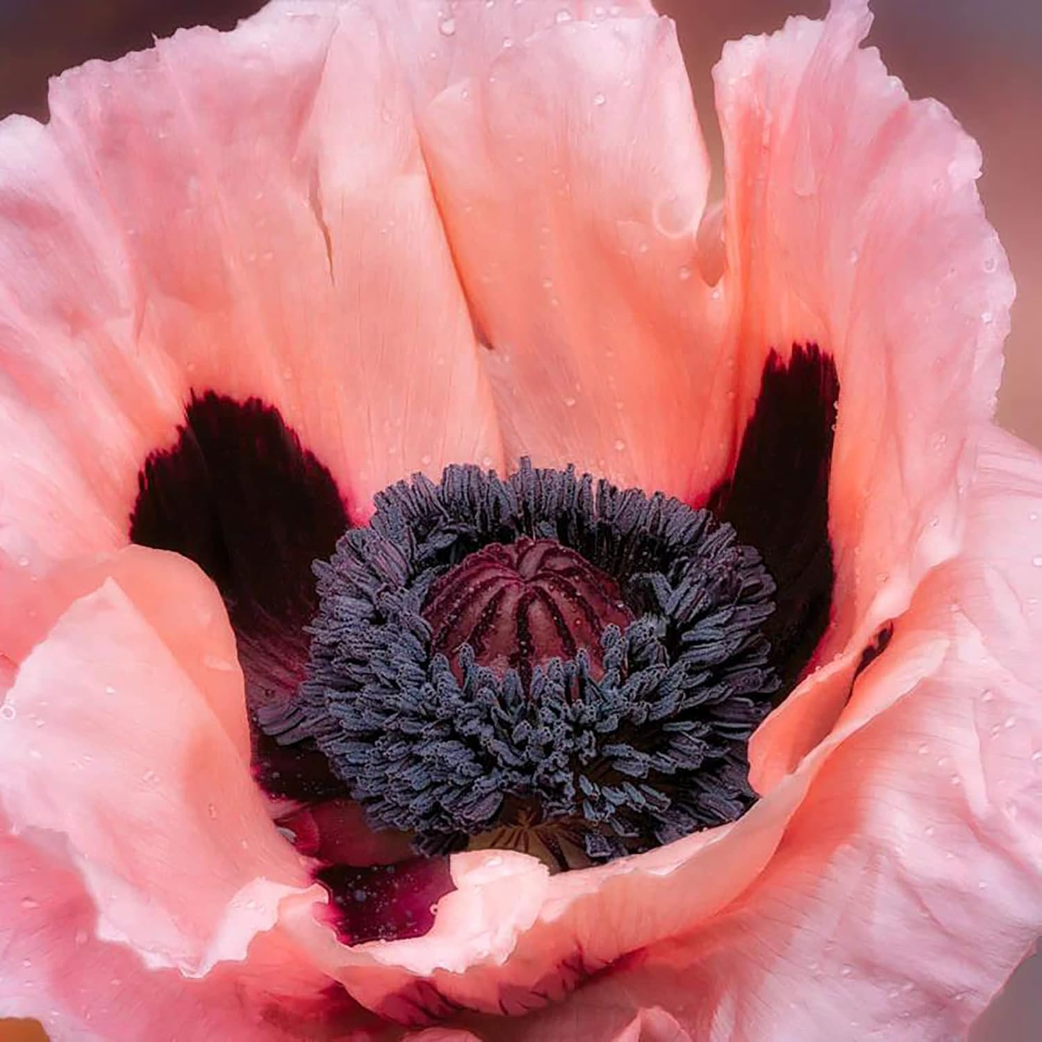 Pink Oriental Poppy Seeds - Herbaceous Perennial, Large Bright Blooms, Drought Tolerant & Pollinator-Friendly - 5 Pcs