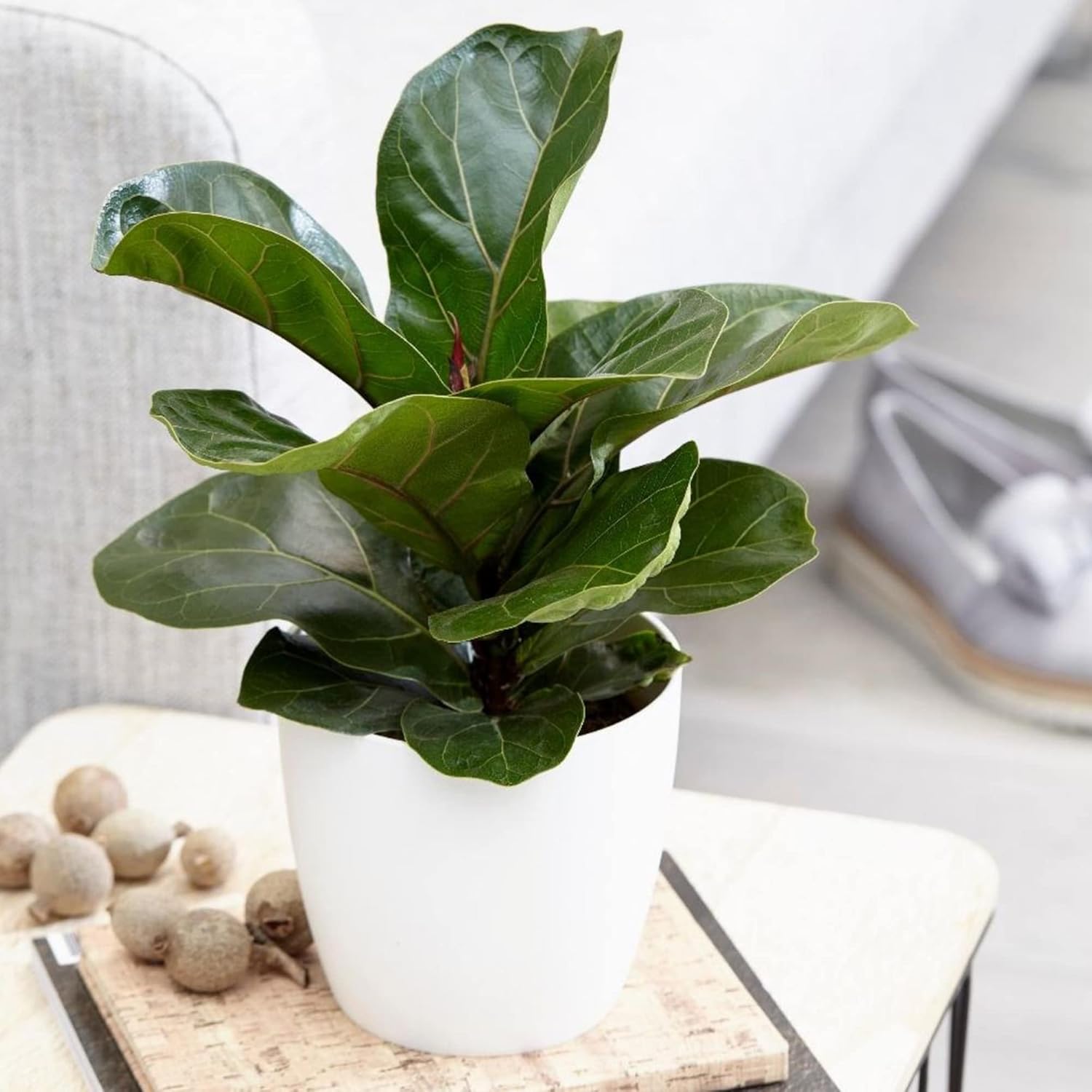 Ficus Lyrata Seeds for Planting,Fiddle-Leaf Fig Tree Seeds