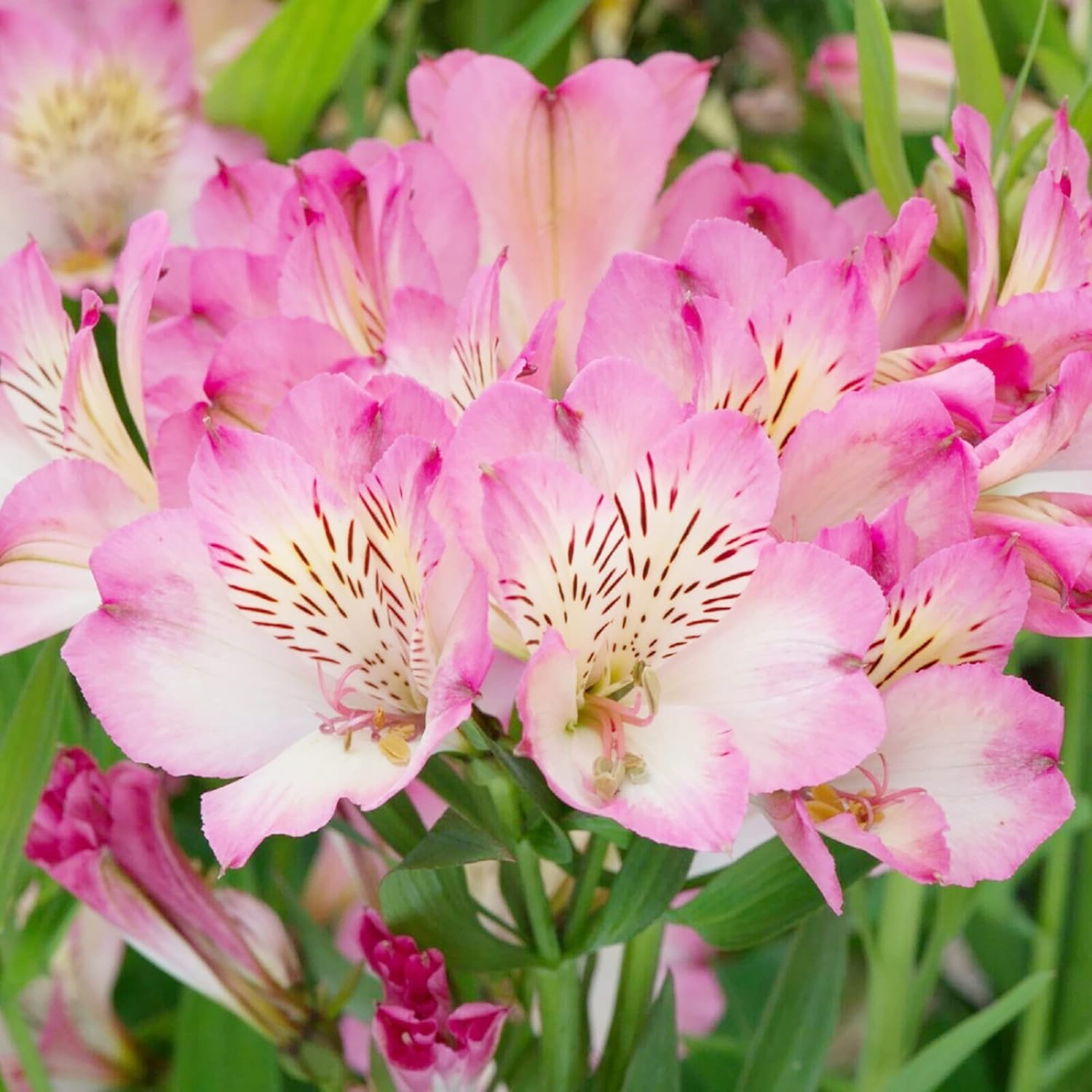 Pink Alstroemeria Seeds for Planting - Peruvian Lily Perennial, Perfect for Cut Flowers & Garden Borders