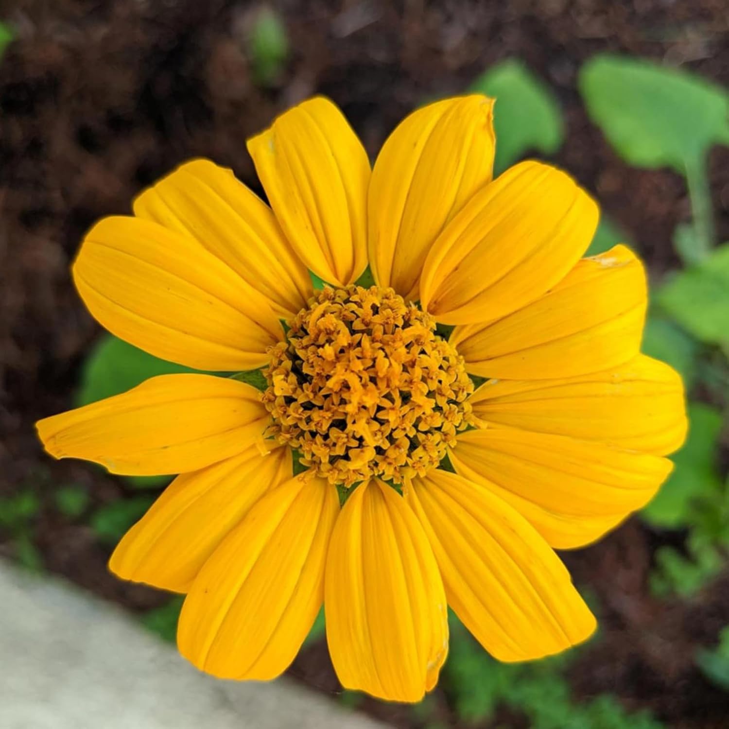 Yellow Mexican Sunflower Seeds | Tithonia Diversifolia | Perennial Flower Seeds to Attract Bees & Butterflies | Ideal for Ornamental Gardens, Beds, Patios | 125 Pcs