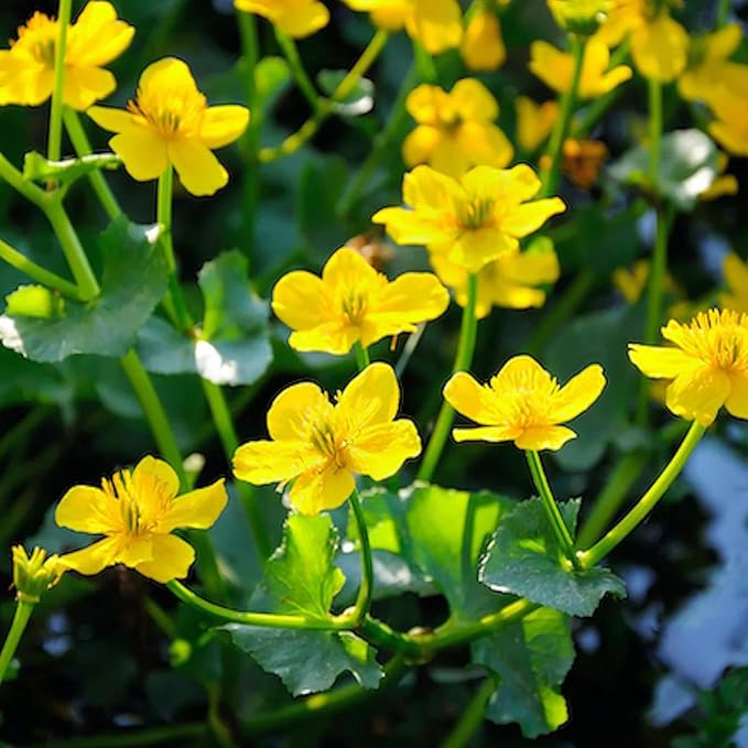 Sumpf-Ringelblumensamen (Caltha Palustris), mehrjährige Blütenpflanze für Teiche und Bäche, zieht Bestäuber an, 200 Stück