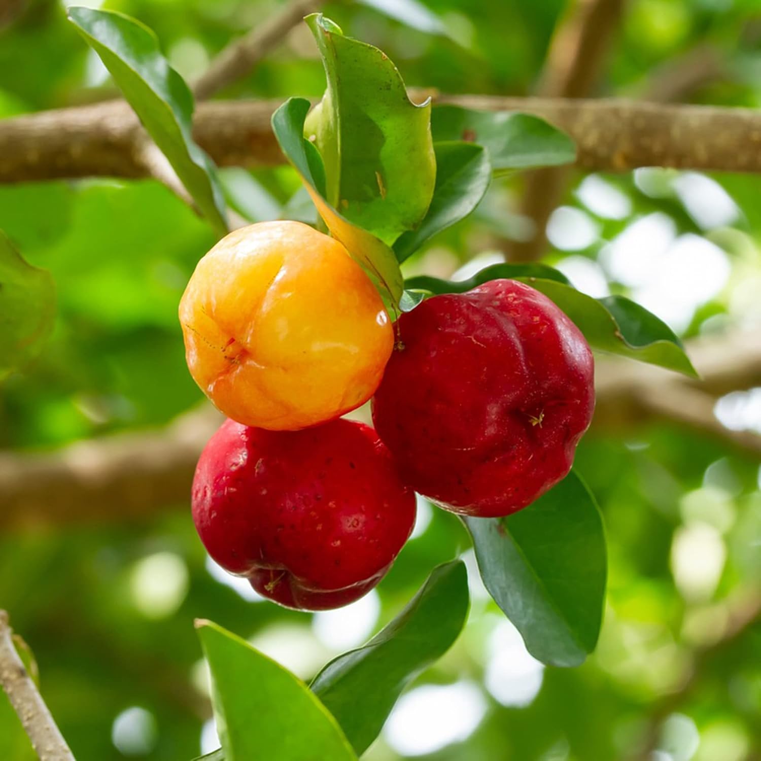 Barbados Cherry Seeds Acerola, Malpighia Emarginata Tropical Fruit Rich in Vitamin C & A for Juices Culinary 10Pcs Fruit Seeds