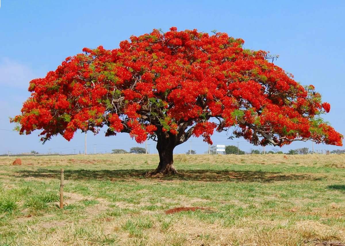 Flamboyant Flame Tree Seeds, Delonix Regia, 100 pcs for Planting - Plant Seeds