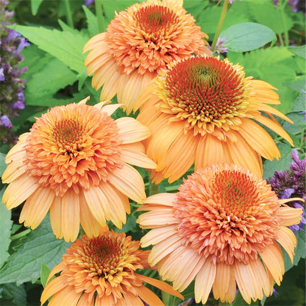 Echinacea 'Supreme Cantaloupe' Blumensamen | Orangefarbener Sonnenhut Samen zum Anpflanzen