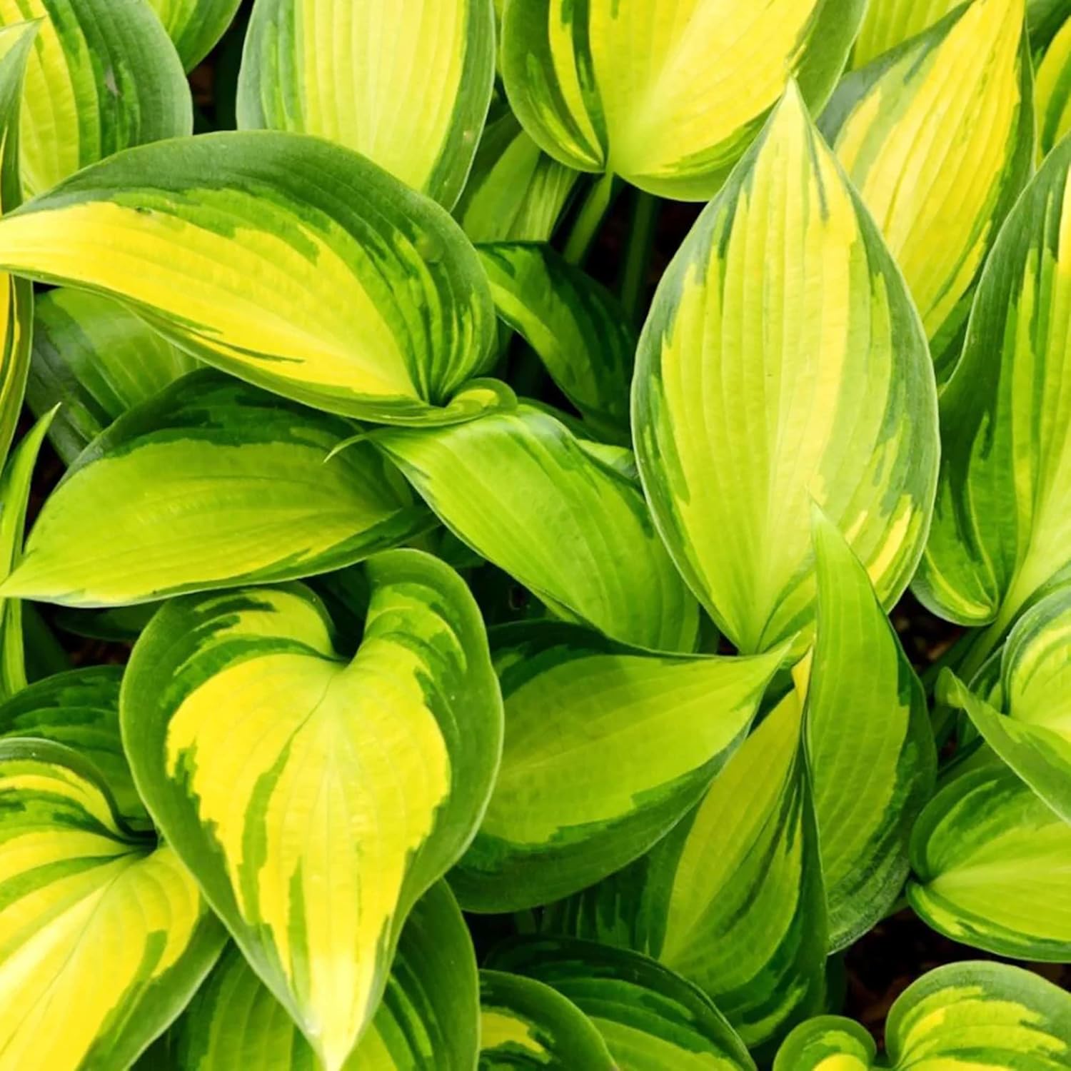 Mixed Color Hosta Seeds – Non-GMO, Easy-Care Perennial for Potted & Garden Plants