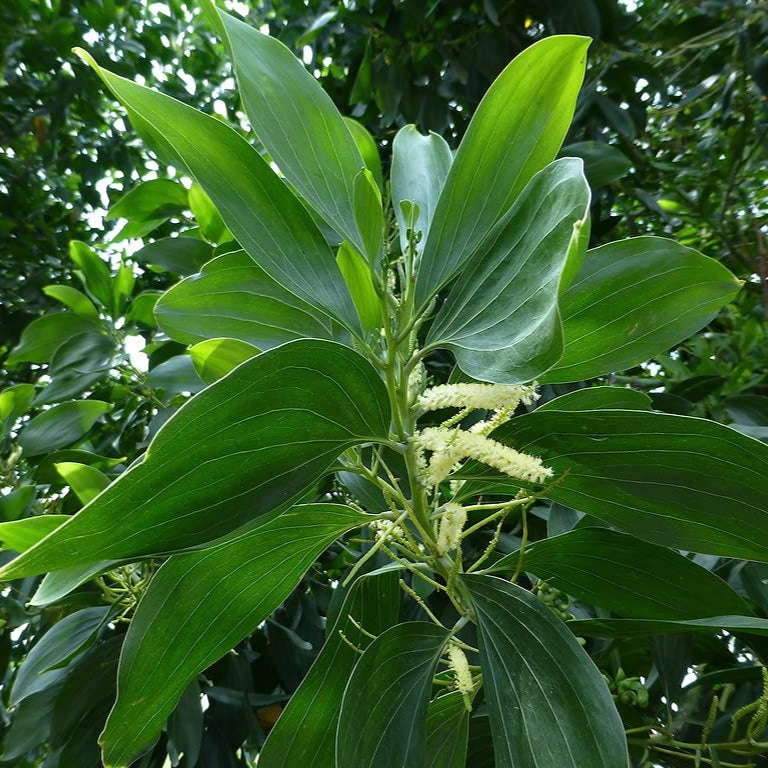 Acacia Mangium Seeds for Planting, Cultivate Your Own Sustainable Timber Source