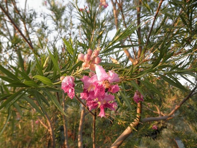 Desert Willow Chilopsis Linearis Tree/Shrub Seeds (30 Pieces)