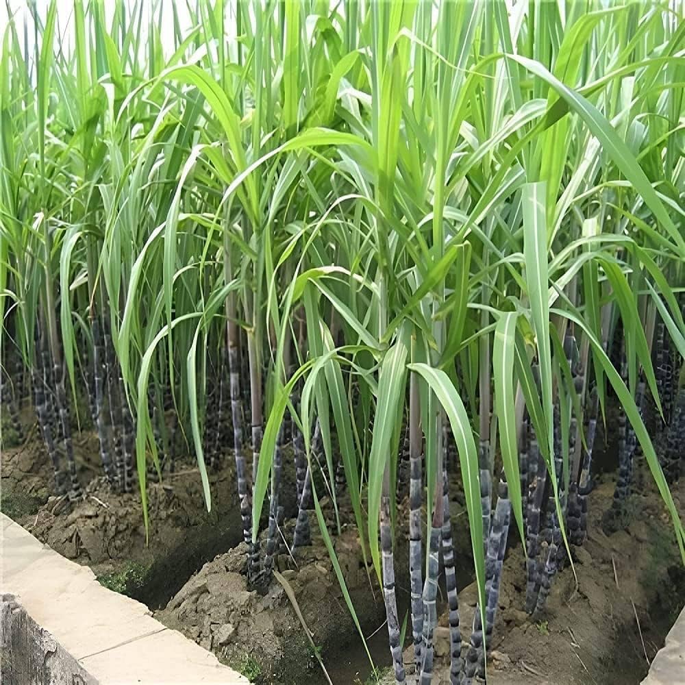 Sugar Cane Plant Seeds - Premium Quality for Garden and Landscaping