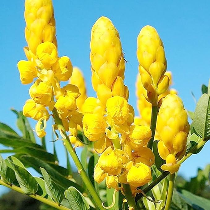 Graines de Cassia Alata - Arbuste exotique à feuilles persistantes Senna Alata, vivace, résistant aux cerfs, ornemental, attirant les abeilles, bordure de jardin de rocaille - 20 pièces