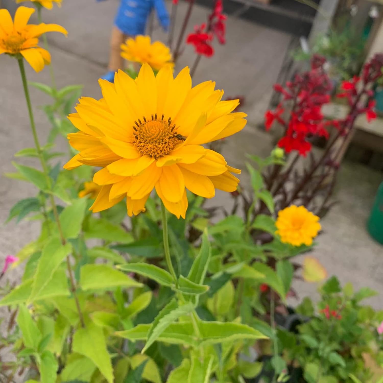 Falsche Sonnenblumensamen (Heliopsis Helianthoides) | Mehrjährig, winterhart, hitze- und trockenheitsresistent | Lebendige Schnittblumen für Terrasse, Kübel und Gartenbeet | 50 Blumensamen