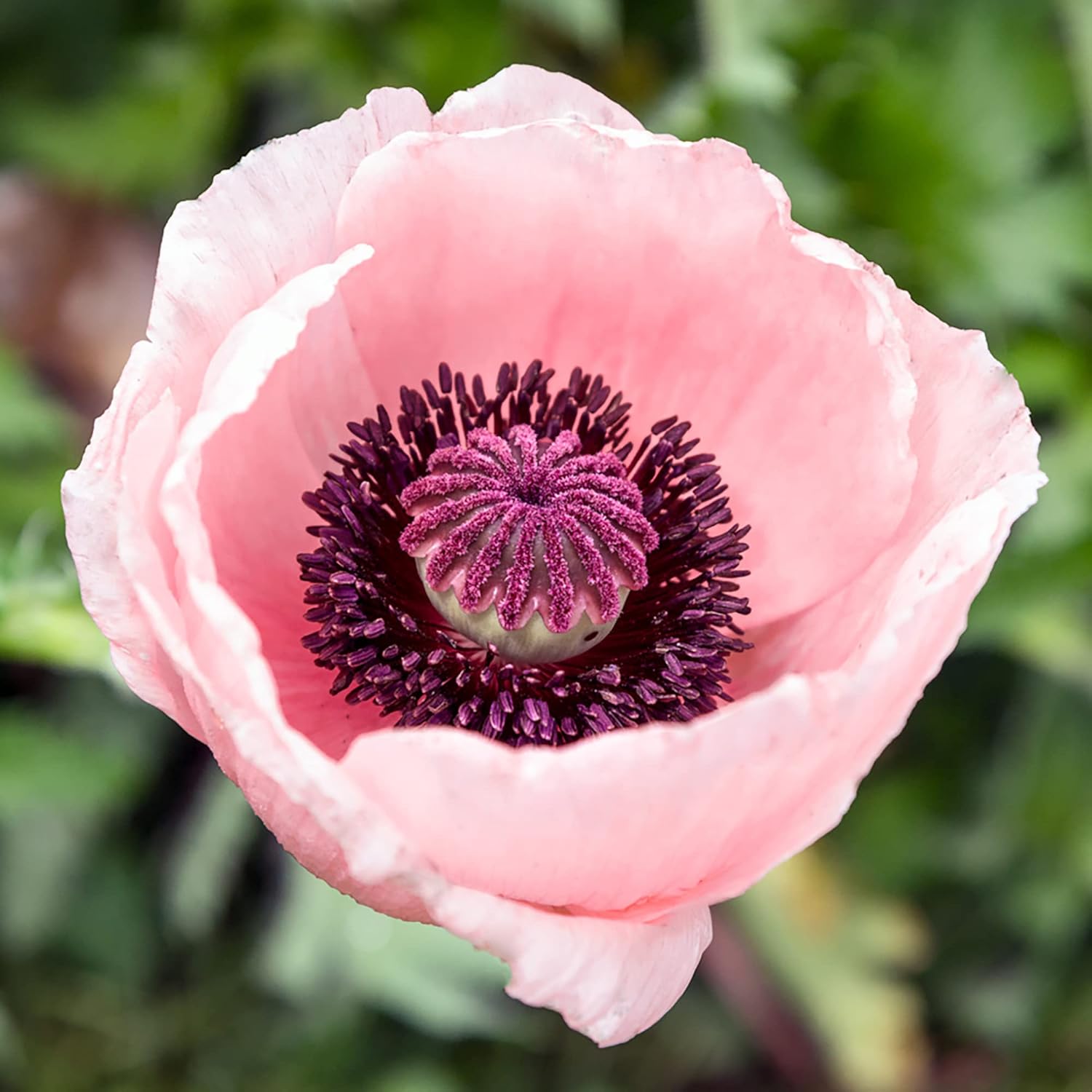 Pink Oriental Poppy Seeds - Herbaceous Perennial, Large Bright Blooms, Drought Tolerant & Pollinator-Friendly - 5 Pcs