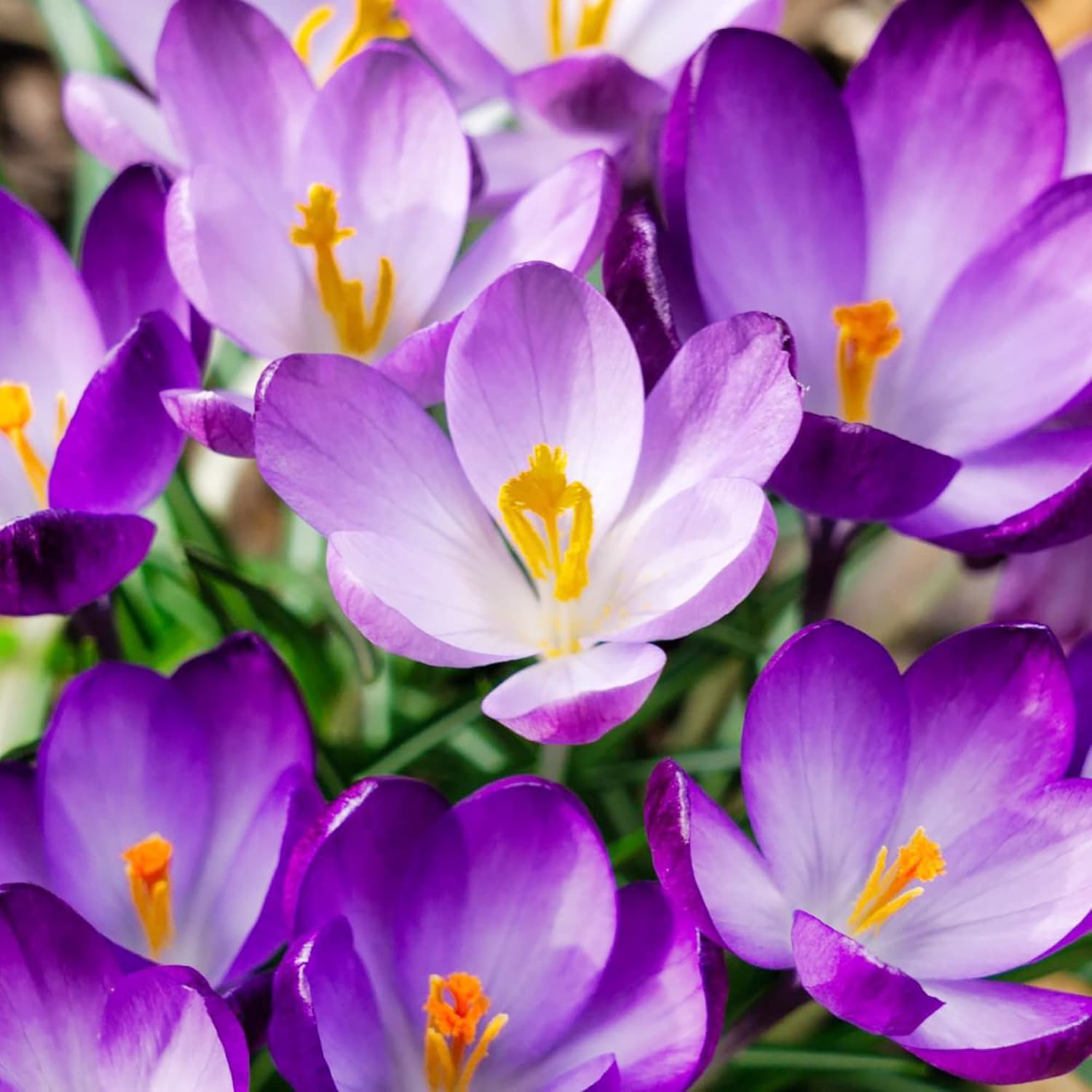 Herbstkrokus Samen Colchicum Autumnale – Einzigartig blühende, becherförmige Blumen für Staudenbeete, Rabatten und Steingärten – 100 Stück