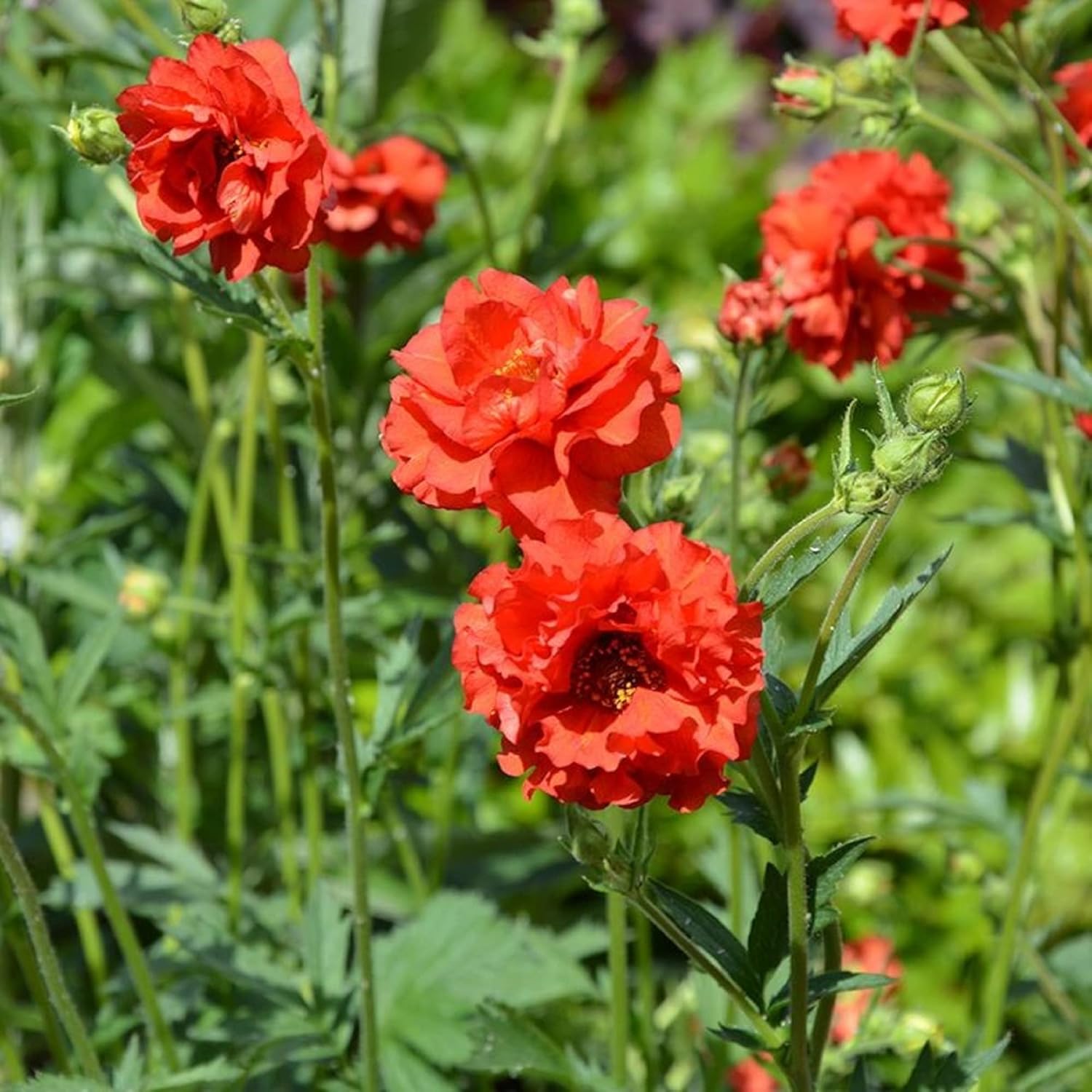 Doppelte Bloody Mary Geum-Samen zum Anpflanzen, zieht Kolibris und Bienen an, hirschresistent