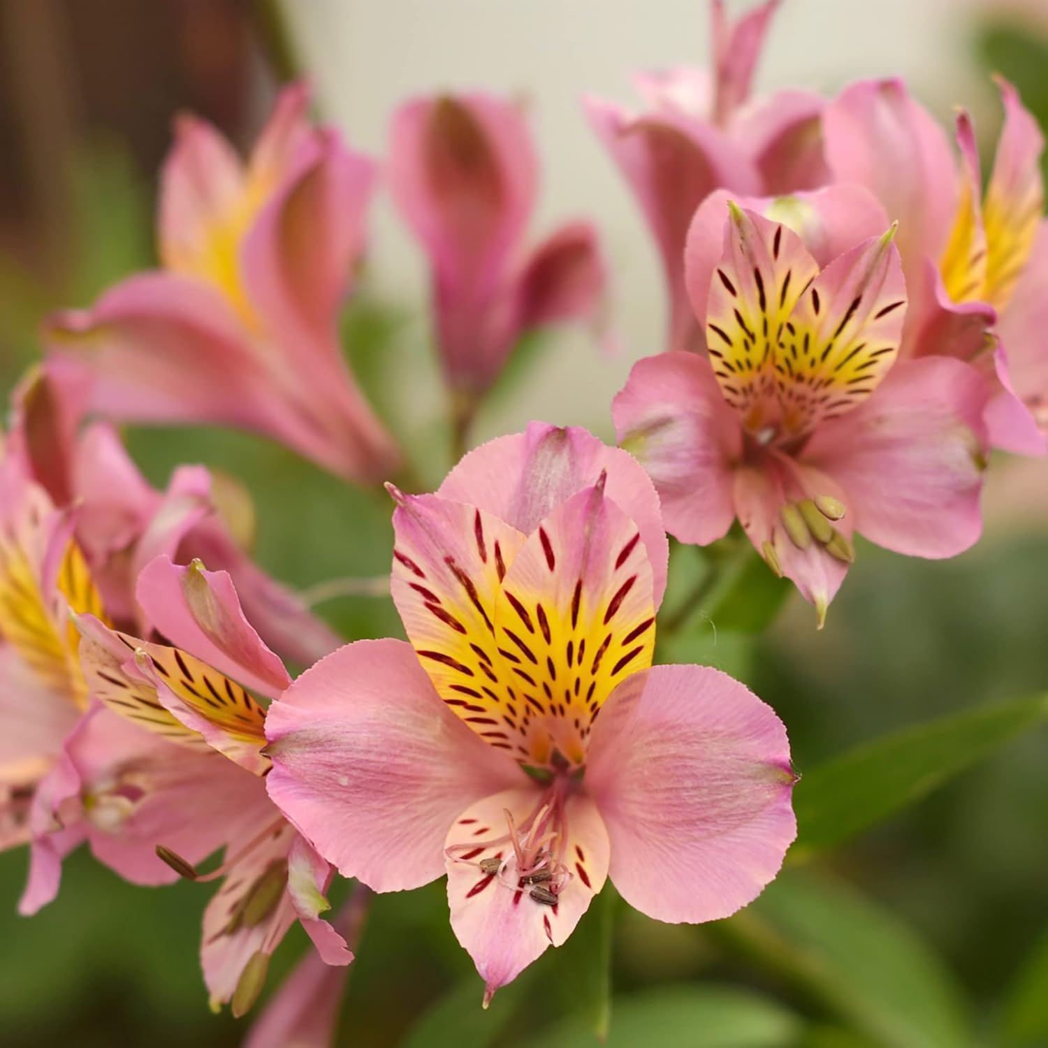 Alstroemeria Peruvian Lily Seeds - Mixed Colors, Perennial Pollinator-Friendly, Deer Resistant Cut Flowers for Borders & Potted Gardens