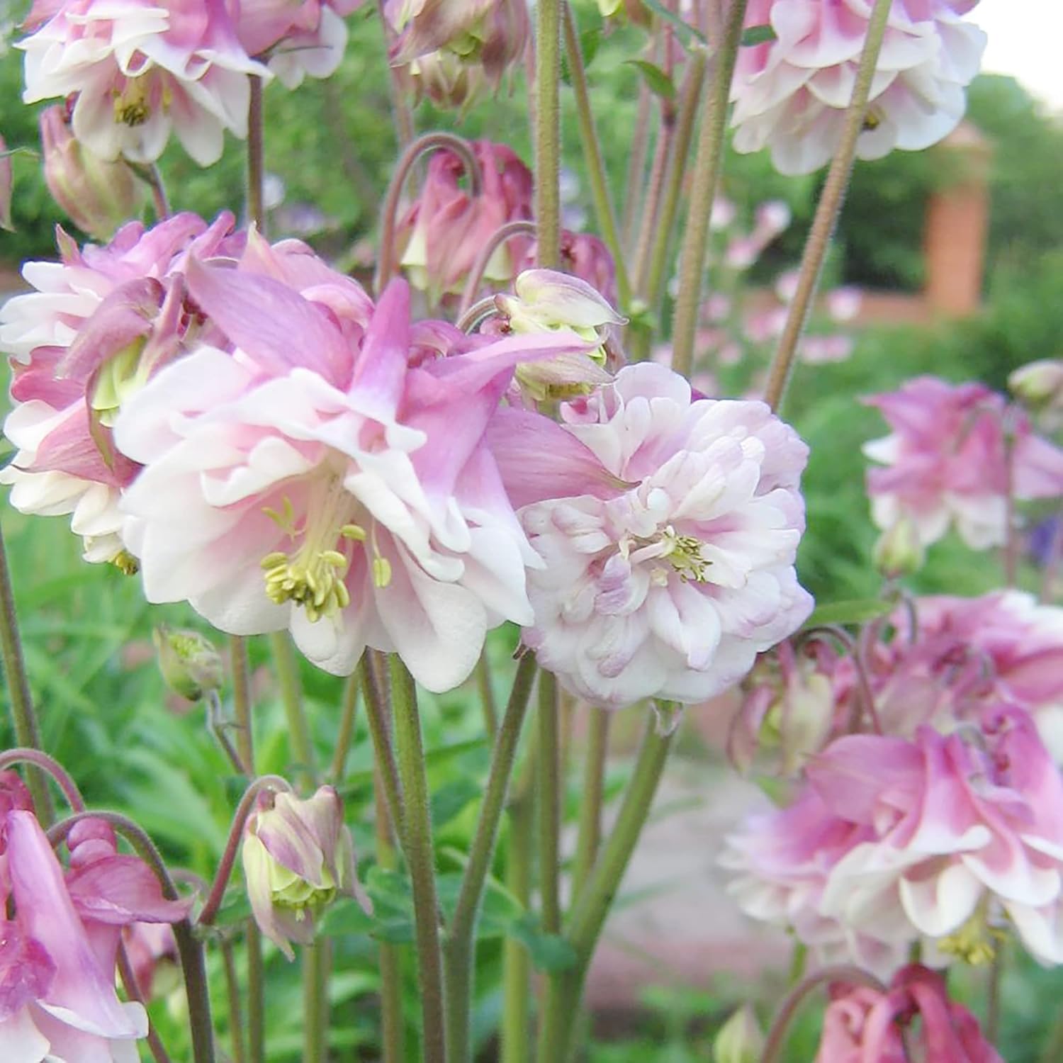 30 Stück Samen der Akelei „Pink Petticoat“ | Mehrjährige winterharte Blume | Resistent gegen Rehe und Kaninchen | Geringer Pflegeaufwand und gentechnikfrei | Perfekt für Topfpflanzen, Rabatten und Gärten im Freien