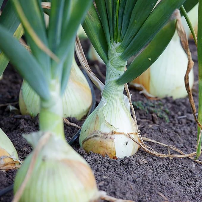 Graines d'oignon Vidalia - Variété printanière à croissance rapide et sans OGM pour jardin et balcon - 200 pièces