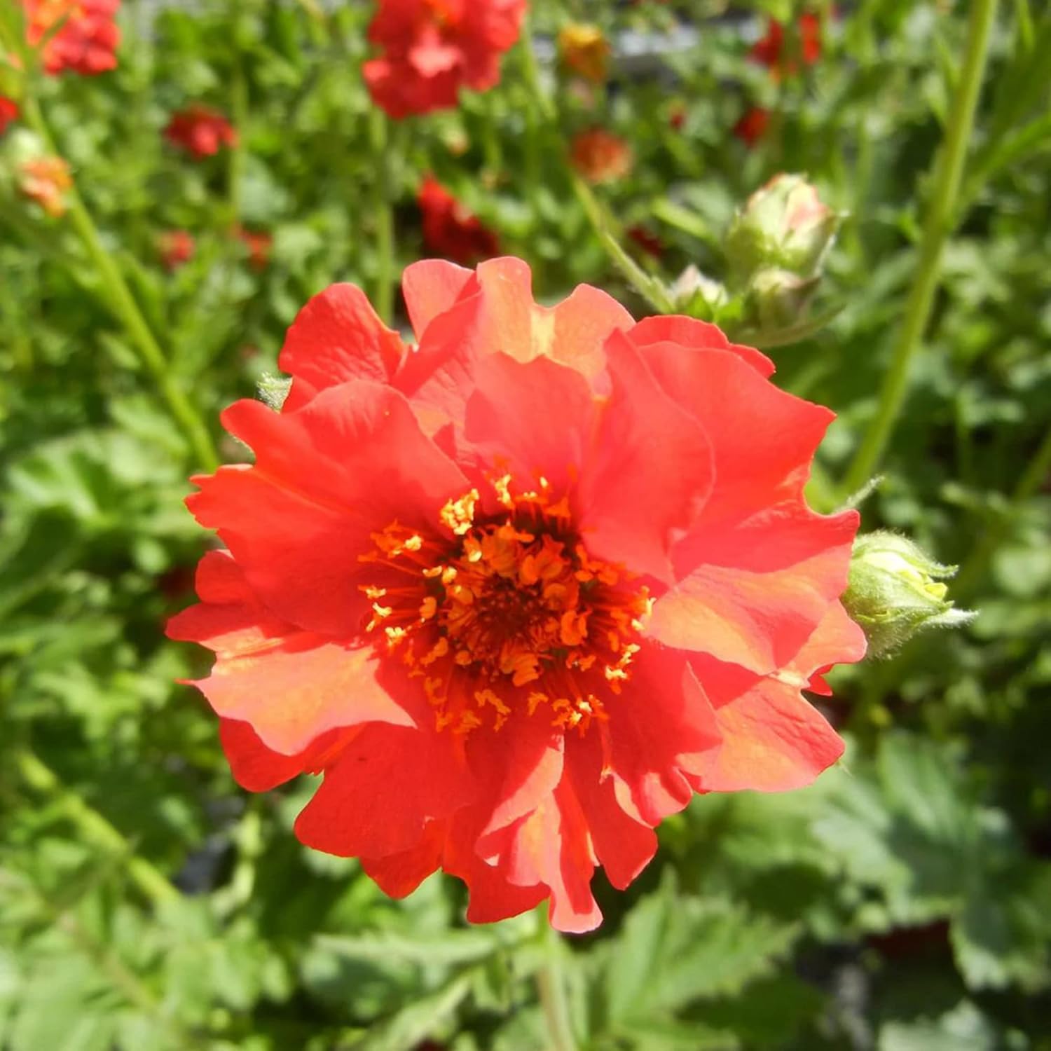 Doppelte Bloody Mary Geum-Samen zum Anpflanzen, zieht Kolibris und Bienen an, hirschresistent