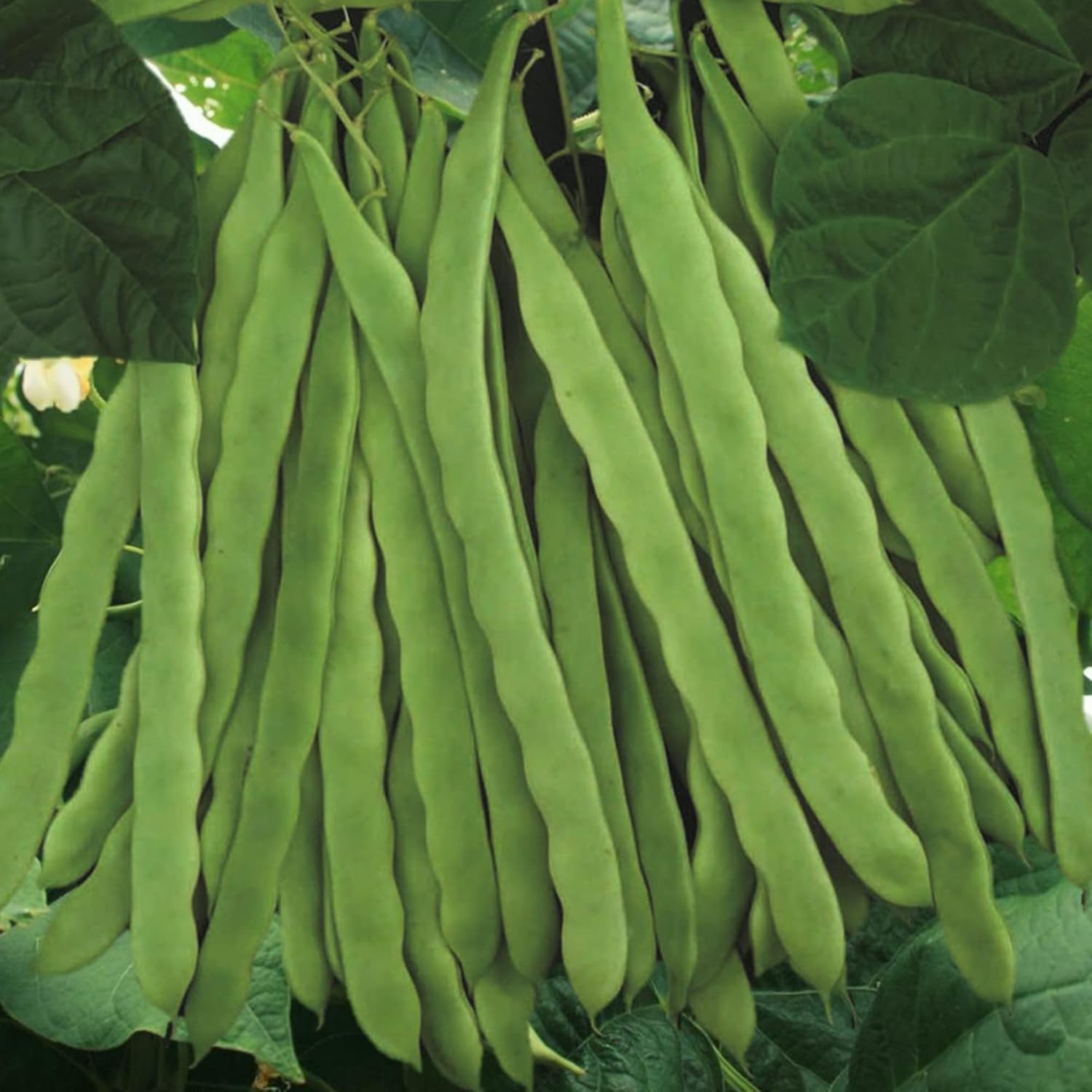 Romano Pole Bean Seeds - Italian Pole Bean with Tender Texture & Rich Flavor, Eaten Fresh or Cooked, Perfect for Trellises & Outdoor Growing, 100Pcs Vegetable Seeds