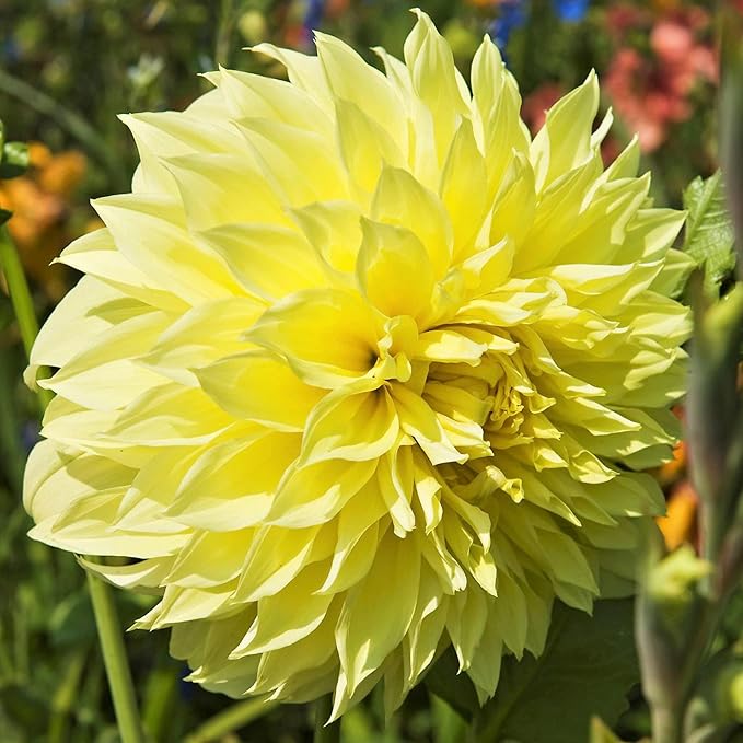 Dinnerplate-Dahliensamen – Schnittblumen, Zierpflanze, zieht Bestäuber für Garten- und Terrassenbeete an – 20 Stück