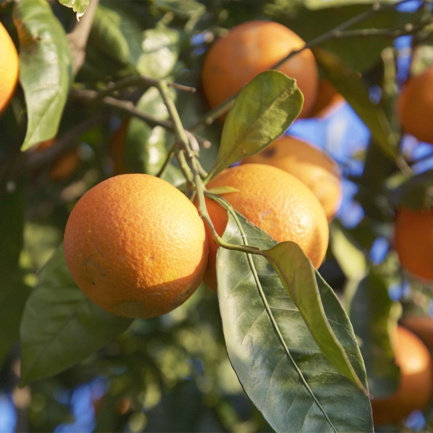 Blood Orange Tree Seeds - Fast Growing, Rich in Vitamin C, Juicy, GMO Free, Ideal for Containers, Patio, Indoor & Outdoor - 20Pcs