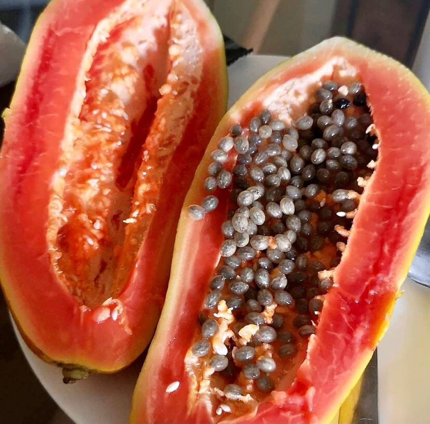 Florida Red Papaya Seeds for Planting – Sweet & Juicy Tropical Fruit