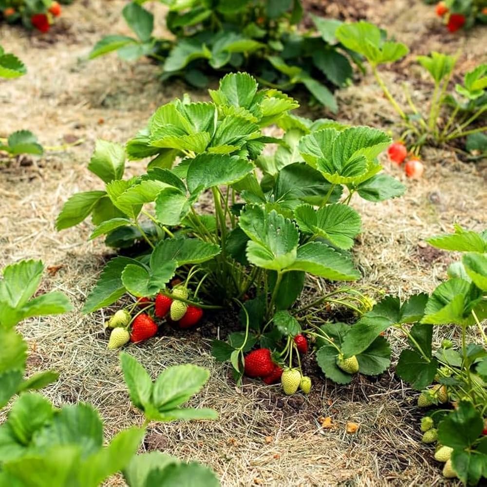 Ozark Beauty Strawberry Seeds for Planting – Everbearing, Sweet & Juicy Berries